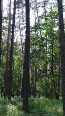 Yaz aylarında orman manzarasının dikey videosu, yavaş çekim