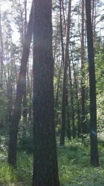 Yaz aylarında orman manzarasının dikey videosu, yavaş çekim