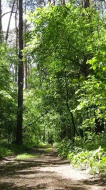 Yaz aylarında orman manzarasının dikey videosu, yavaş çekim