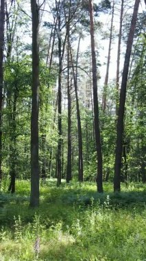 Yaz aylarında orman manzarasının dikey videosu, yavaş çekim