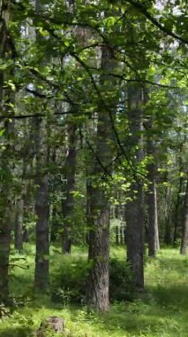 Yaz aylarında orman manzarasının dikey videosu, yavaş çekim