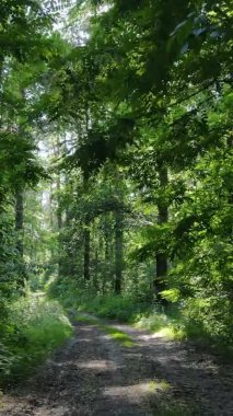 Yaz aylarında orman manzarasının dikey videosu, yavaş çekim
