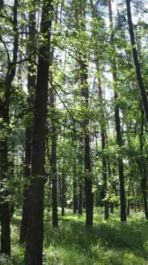 Yaz aylarında orman manzarasının dikey videosu, yavaş çekim