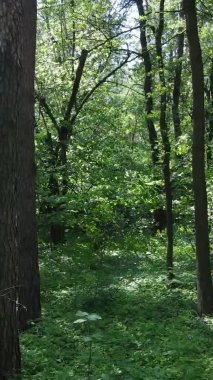 Yaz aylarında orman manzarasının dikey videosu, yavaş çekim