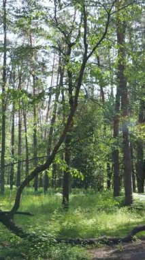Yaz aylarında orman manzarasının dikey videosu, yavaş çekim