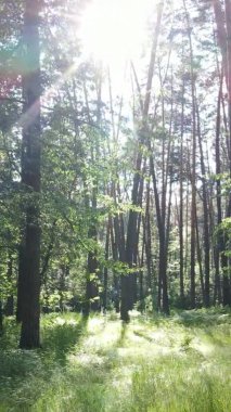 Yaz aylarında orman manzarasının dikey videosu, yavaş çekim