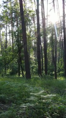 Yaz aylarında orman manzarasının dikey videosu, yavaş çekim