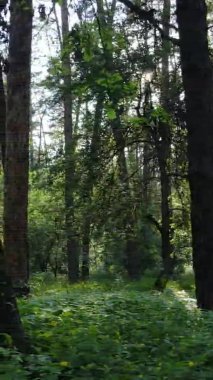 Yaz aylarında orman manzarasının dikey videosu, yavaş çekim