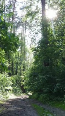 Yaz aylarında orman manzarasının dikey videosu, yavaş çekim