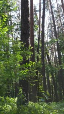 Yaz aylarında orman manzarasının dikey videosu, yavaş çekim