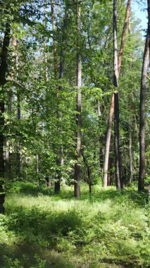 Yaz aylarında orman manzarasının dikey videosu, yavaş çekim