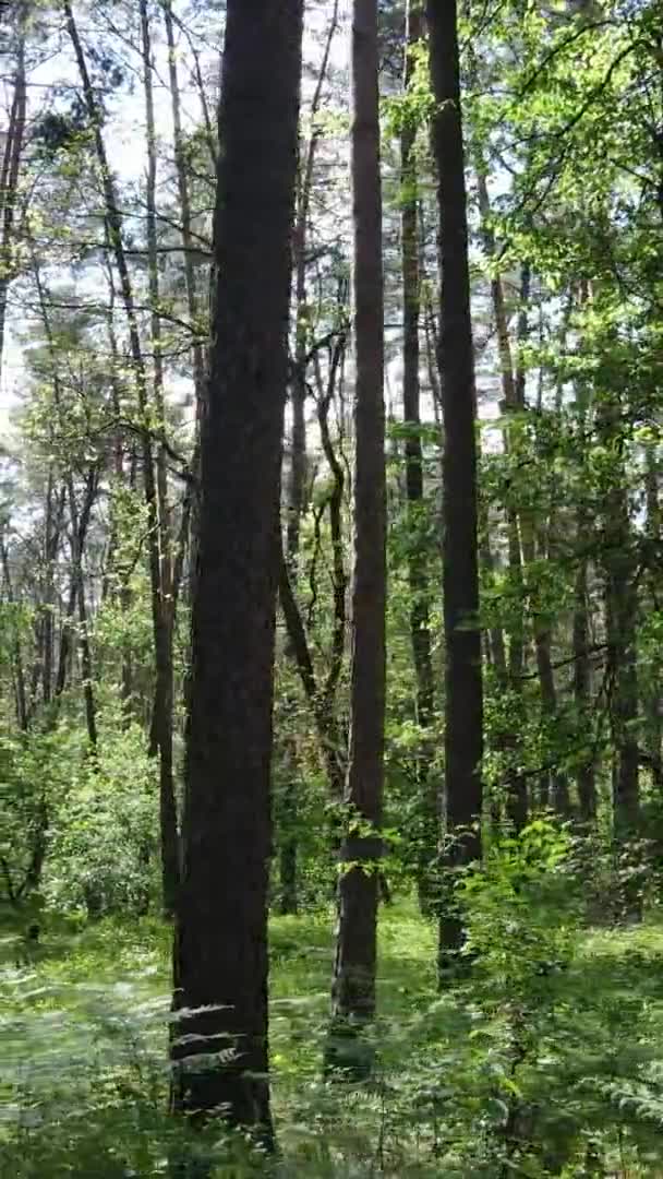 Вертикальне відео лісового пейзажу влітку, повільний рух — стокове відео
