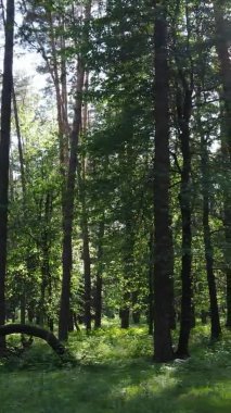 Yaz aylarında orman manzarasının dikey videosu, yavaş çekim