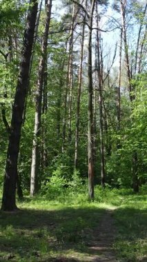 Yaz aylarında orman manzarasının dikey videosu, yavaş çekim