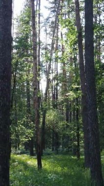 Yaz aylarında orman manzarasının dikey videosu, yavaş çekim