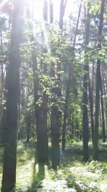 Yaz aylarında orman manzarasının dikey videosu, yavaş çekim