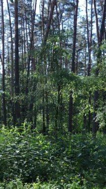 Yaz aylarında orman manzarasının dikey videosu, yavaş çekim