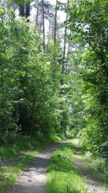 Yaz aylarında orman manzarasının dikey videosu, yavaş çekim