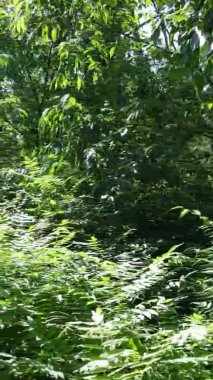 Yaz aylarında orman manzarasının dikey videosu, yavaş çekim