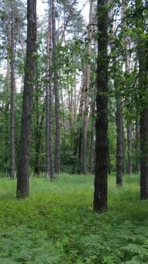 Yaz aylarında orman manzarasının dikey videosu, yavaş çekim