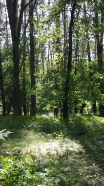 Yaz aylarında orman manzarasının dikey videosu, yavaş çekim