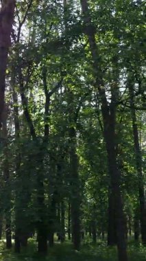 Yaz aylarında orman manzarasının dikey videosu, yavaş çekim