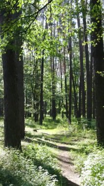 Yaz aylarında orman manzarasının dikey videosu, yavaş çekim