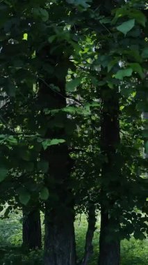 Yaz aylarında orman manzarasının dikey videosu, yavaş çekim