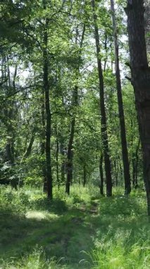 Yaz aylarında orman manzarasının dikey videosu, yavaş çekim