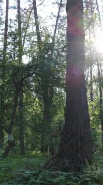 Yaz aylarında orman manzarasının dikey videosu, yavaş çekim