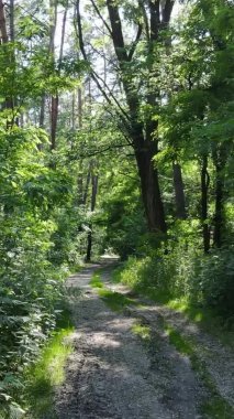 Yaz aylarında orman manzarasının dikey videosu, yavaş çekim