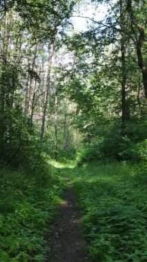 Yaz aylarında orman manzarasının dikey videosu, yavaş çekim