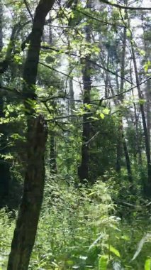 Yaz aylarında orman manzarasının dikey videosu, yavaş çekim