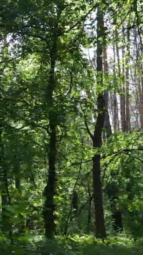 Vídeo vertical da paisagem florestal no verão, câmera lenta — Vídeo de Stock