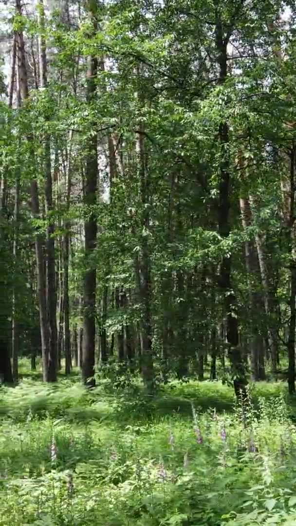 Verticale video van boslandschap in de zomer, slow motion — Stockvideo