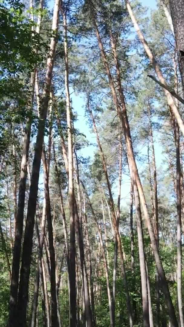 Vídeo vertical del paisaje forestal en verano, cámara lenta — Vídeos de Stock