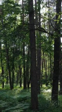 Yaz aylarında orman manzarasının dikey videosu, yavaş çekim