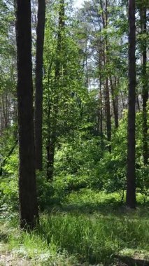 Yaz aylarında orman manzarasının dikey videosu, yavaş çekim