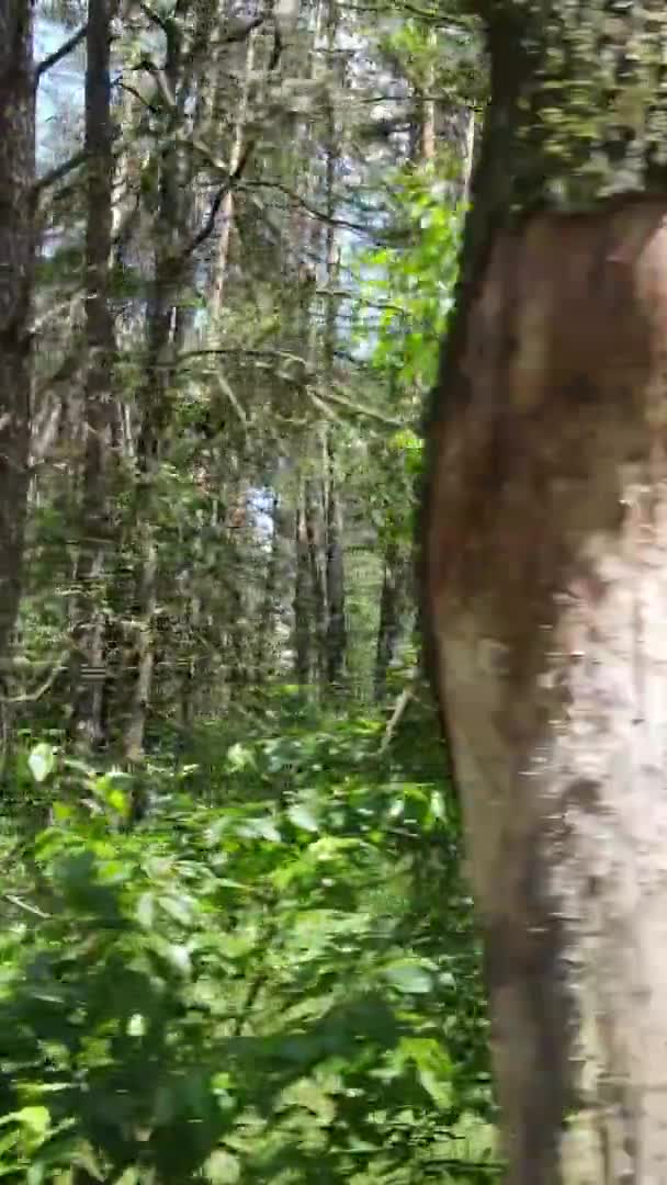 Verticale video van boslandschap in de zomer, slow motion — Stockvideo
