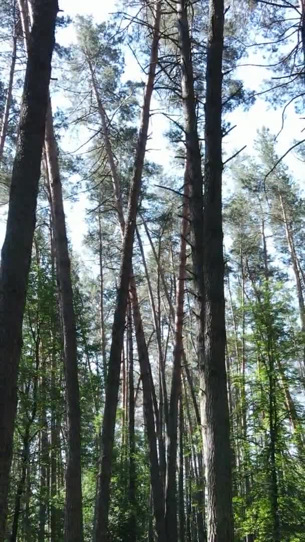 Vídeo vertical del paisaje forestal en verano, cámara lenta — Vídeos de Stock