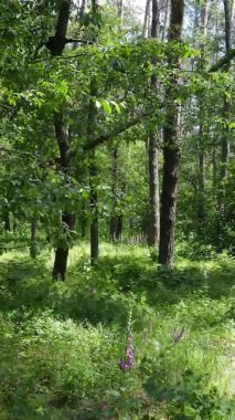 Yaz aylarında orman manzarasının dikey videosu, yavaş çekim