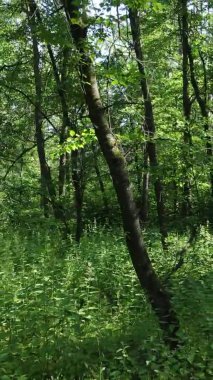 Yaz aylarında orman manzarasının dikey videosu, yavaş çekim