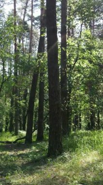 Yaz aylarında orman manzarasının dikey videosu, yavaş çekim