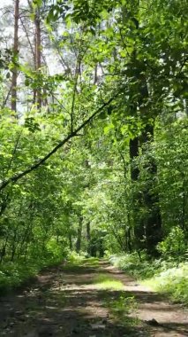 Yaz aylarında orman manzarasının dikey videosu, yavaş çekim