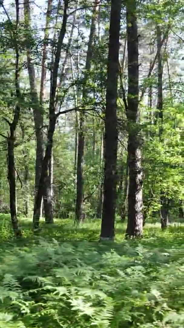 Függőleges videó az erdős tájról nyáron, lassított felvétel — Stock videók