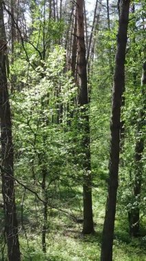 Yaz aylarında orman manzarasının dikey videosu, yavaş çekim