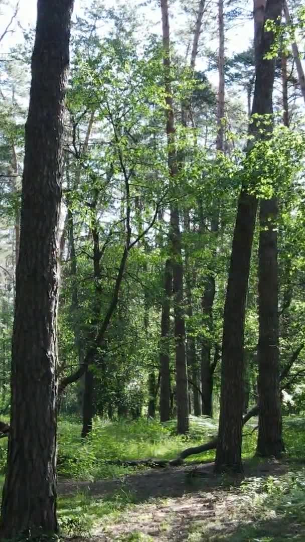 Vertikales Video der Waldlandschaft im Sommer, Zeitlupe — Stockvideo