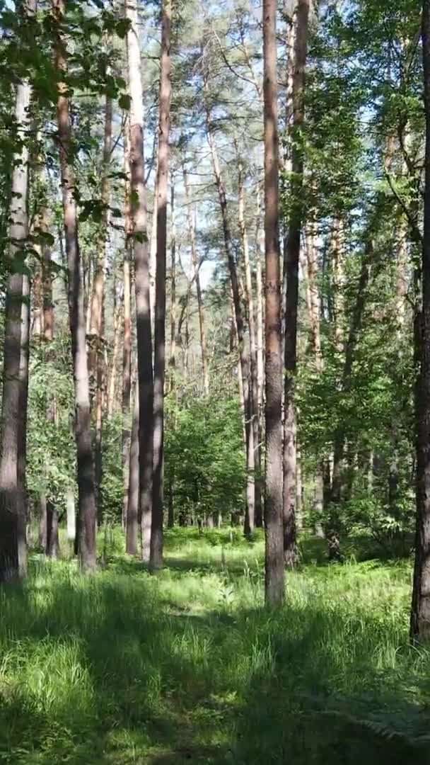 Függőleges videó az erdős tájról nyáron, lassított felvétel — Stock videók