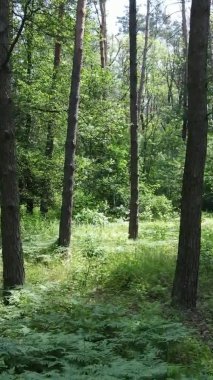 Yaz aylarında orman manzarasının dikey videosu, yavaş çekim