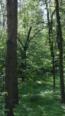 Yaz aylarında orman manzarasının dikey videosu, yavaş çekim